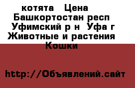 котята › Цена ­ 1 - Башкортостан респ., Уфимский р-н, Уфа г. Животные и растения » Кошки   